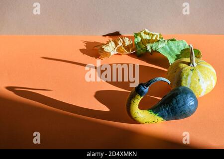 Composition minimalisme automnale de feuilles sèches et de petits citrouilles décoratives sur fond orange. Lumière du soleil et longues ombres dures. Banque D'Images