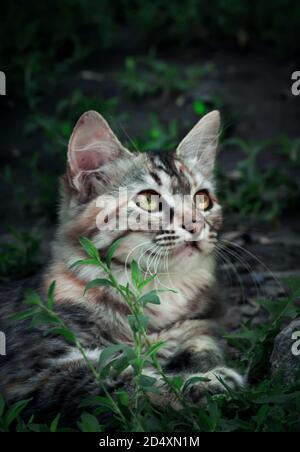 Petit chaton gris-blanc rayé, portrait en gros plan Banque D'Images