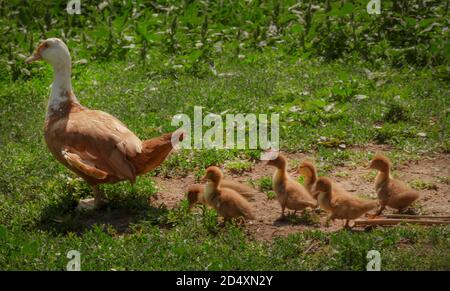 Canard avec une couvée de canetons en gros plan un jour ensoleillé d'été, lieu non reconnu Banque D'Images