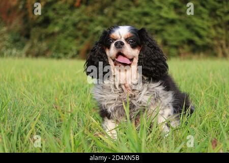 Gros plan d'un adorable petit cavalier King Charles spaniel Banque D'Images