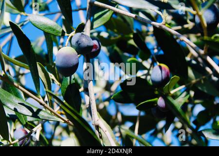 fruits d'olive sur l'oliveraie à rome, italie Banque D'Images