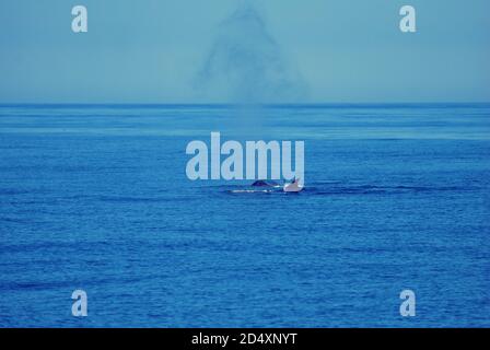 Bec de la baleine droite au large de la côte du Maine Banque D'Images