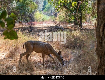 Blacktail Deer dans le parc national Pinnacle, Californie Banque D'Images