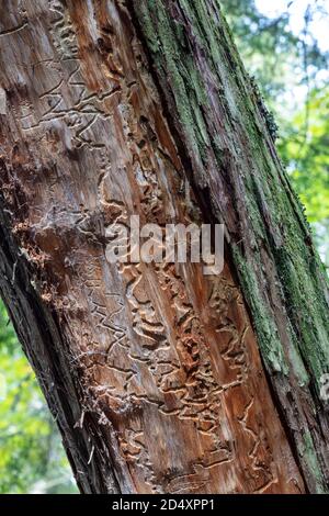 Preuve de Bark Beetle, arbre mort de cèdre blanc (Thuja occidentalis), MI, États-Unis, par James D Coppinger/Dembinsky photo Assoc Banque D'Images