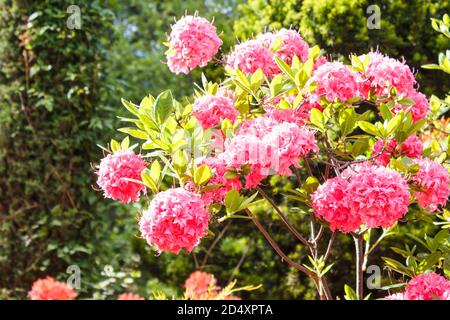 Arbres décoratifs. Arbustes et fleurs dans le jardin: Épinette, arborvitae, pin, sapin, genévrier, rhododendron. Magnifique design de paysage. Banque D'Images