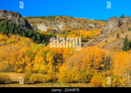 aspen en automne couleur dans les contreforts au-dessus de la vallée de mill creek près d'anaconda, montana Banque D'Images