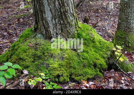 La mousse grognant autour de la base du cèdre blanc du nord (Thuja occidentalis), MI, USA, par James D Coppinger/Dembinsky photo Assoc Banque D'Images