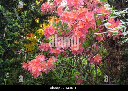 Arbres décoratifs. Arbustes et fleurs dans le jardin: rhododendron, fougères, orchidées. Magnifique design de paysage. Banque D'Images