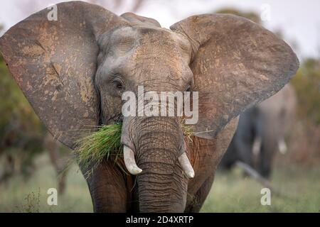 Femelle éléphant paître avec des oreilles ouvertes dans le parc Kruger dans Afrique du Sud Banque D'Images