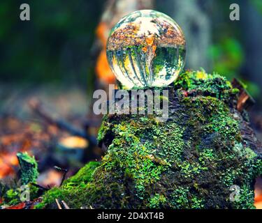 Boule de cristal sur le dessus de la souche d'arbre avec de la mousse. Banque D'Images