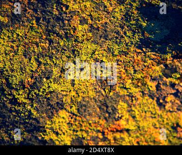 Lumière du soleil sur Lichen poussant sur le rocher Banque D'Images