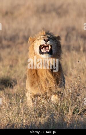 Lion rugissant (Panthera leo) dans le Mara Masaai du Kenya Banque D'Images