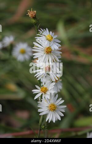 Pâquerette blanche sauvage fleurs sauvages qui poussent dans la prairie. Banque D'Images