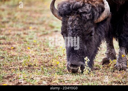 Gros plan de la tête d'un bison qui broutage un parc animalier à faible profondeur de champ Banque D'Images