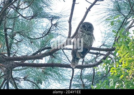 Hibou barré, Strix Varia, perché sur un arbre Banque D'Images