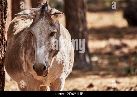 Gros plan d'un burro sauvage à proximité d'un arbre dans une réserve naturelle à faible profondeur de champ Banque D'Images