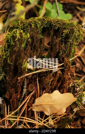 Mousse verte sur un vieux morceau de bois décrépite dedans une forêt Banque D'Images