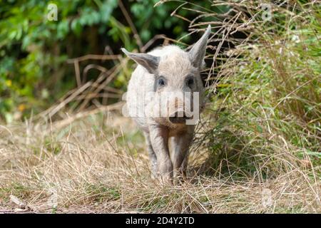 Petit cochon sauvage dans la forêt. Sale. Cochon sauvage dans la forêt d'été Banque D'Images