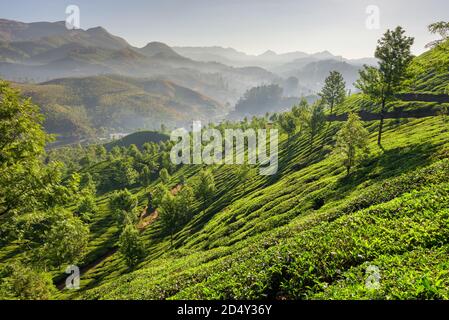 Les plantations de thé à Munnar, Kerala, Inde Banque D'Images