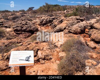 Panneau Black-foot Rock Wallaby (Petrollgale lateralis) Yardie Creek gorge, parc national de Cape Range, Australie occidentale Banque D'Images