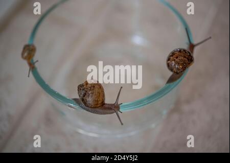 escargot sur le couvercle d'un pot en verre Banque D'Images