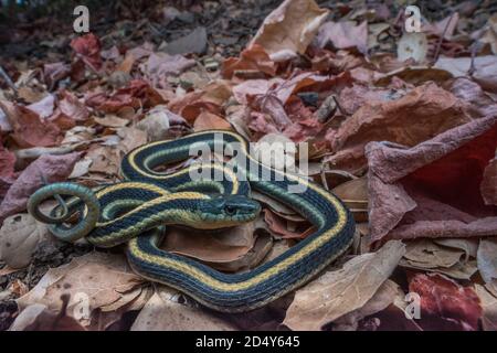 La couleuvre agile Diablo (Thamnophis atratus zaxanthus) une sous-espèce de couleuvre Ã nez mince endémique de la chaîne Diablo dans la région de la baie de Californie. Banque D'Images