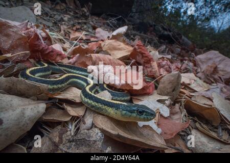 La couleuvre agile Diablo (Thamnophis atratus zaxanthus) une sous-espèce de couleuvre Ã nez mince endémique de la chaîne Diablo dans la région de la baie de Californie. Banque D'Images