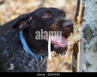 Un chien nichant gèle un arbre dans la forêt. Banque D'Images