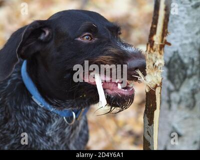 Un chien nichant gèle un arbre dans la forêt. Banque D'Images