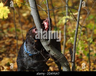 Un chien nichant gèle un arbre dans la forêt. Banque D'Images