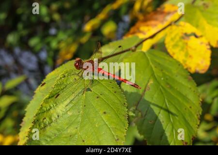 Un mâle à face blanche Meadowhawk (Sympetrum obtrusum) repose sur une plante du nord de la Pennsylvanie. Le mâle de cette espèce de libellule est rouge vif. Banque D'Images