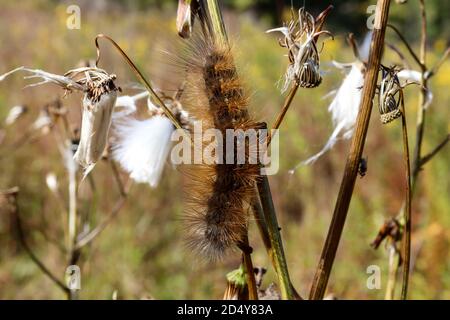 Ours jaune laineux chenille de la lignée de tigre de Virginie (Spilosoma virginica), de la famille des Arctiidae, photographiée dans l'est de la Pennsylvanie. Banque D'Images