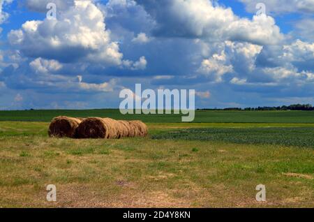 Alberta, Canada - Rolls of Hay à la campagne Banque D'Images