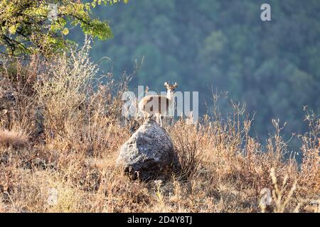 L'antilope de Klipspringer, Oreotragus oreotragus, est située en bordure de roche dans le parc national des montagnes de Simien, en Éthiopie. Faune africaine Banque D'Images