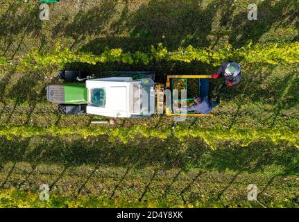 Les travailleurs récoltent des raisins cultivés à la ferme de Waitrose, sur le domaine de Leckford, dans le Hampshire. Les raisins seront cueillis sur deux jours à la main et pris pour être pressés dans les 24 heures au domaine viticole de Ridgeview pour finalement devenir le domaine de Waitrose Leckford Brut. Banque D'Images