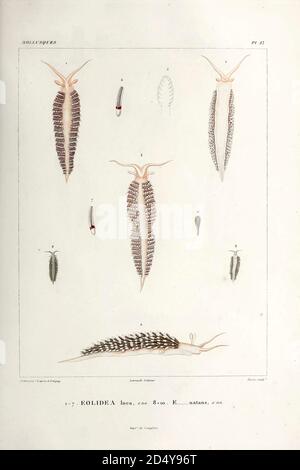 Eolidea inca et Eolidea natans du livre 'Voyage dans l'Amérique Méridionale' [Voyage en Amérique du Sud: (Brésil, République orientale de l'Uruguay, République Argentine, Patagonie, république du Chili, république de Bolivie, république du Pérou), exécuté au cours des années 1826 - 1833] Volume 5 partie 3 par: Orbigny, Alcide Dessalines d'Orbigny, 1802-1857; montagne, Jean François Camille, 1784-1866; Martius, Karl Friedrich Philipp von, 1794-1868 publié Paris :chez Pitois-Levrault. Publie à Paris en 1843 Banque D'Images