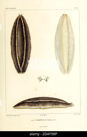 Vaginula (taure terrestre) [ici Vaginula solea] mollusques du livre 'Voyage dans l'Amérique Méridionale' [Journey to South America: (Brésil, République orientale de l'Uruguay, République Argentine, Patagonie, république du Chili, république de Bolivie, république du Pérou), exécutée au cours des années 1826 - 1833] Volume 5 partie 3 par : Orbigny, Alcide Dessalines d'Orbigny, d'Orbigny, 1802-1857; montagne, Jean François Camille, 1784-1866; Martius, Karl Friedrich Philipp von, 1794-1868 publié Paris :chez Pitois-Levrault. Publie à Paris en 1843 Banque D'Images