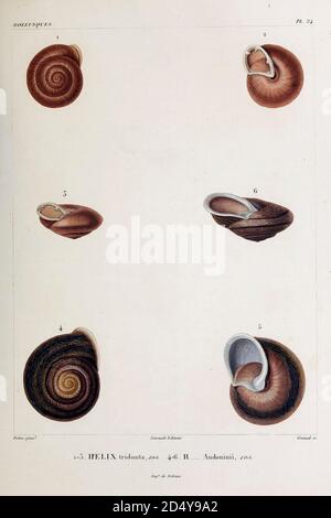 Mollusques du livre 'Voyage dans l'Amérique Méridionale' [Voyage en Amérique du Sud: (Brésil, République orientale de l'Uruguay, République Argentine, Patagonie, république du Chili, république de Bolivie, république du Pérou), exécuté au cours des années 1826 - 1833] Volume 5 partie 3 par: Orbigny, Alcide Dessalines d'Orbigny, 1802-1857; montagne, Jean François Camille, 1784-1866; Martius, Karl Friedrich Philipp von, 1794-1868 publié Paris :chez Pitois-Levrault. Publie à Paris en 1843 Banque D'Images