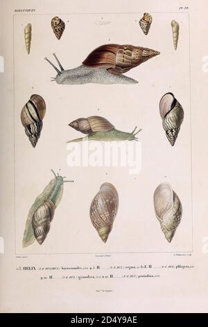 Mollusques du livre 'Voyage dans l'Amérique Méridionale' [Voyage en Amérique du Sud: (Brésil, République orientale de l'Uruguay, République Argentine, Patagonie, république du Chili, république de Bolivie, république du Pérou), exécuté au cours des années 1826 - 1833] Volume 5 partie 3 par: Orbigny, Alcide Dessalines d'Orbigny, 1802-1857; montagne, Jean François Camille, 1784-1866; Martius, Karl Friedrich Philipp von, 1794-1868 publié Paris :chez Pitois-Levrault. Publie à Paris en 1843 Banque D'Images