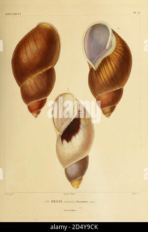 Mollusques du livre 'Voyage dans l'Amérique Méridionale' [Voyage en Amérique du Sud: (Brésil, République orientale de l'Uruguay, République Argentine, Patagonie, république du Chili, république de Bolivie, république du Pérou), exécuté au cours des années 1826 - 1833] Volume 5 partie 3 par: Orbigny, Alcide Dessalines d'Orbigny, 1802-1857; montagne, Jean François Camille, 1784-1866; Martius, Karl Friedrich Philipp von, 1794-1868 publié Paris :chez Pitois-Levrault. Publie à Paris en 1843 Banque D'Images