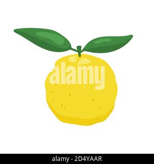 Illustration du vecteur de fruits citrons yuzu japaness. Illustration de Vecteur
