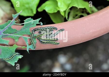 Chenilles de chou sur le bord d'un pot de fleurs marron Banque D'Images
