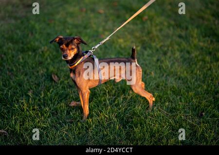 Chiot pinscher nain se faufiler à travers l'herbe. Banque D'Images