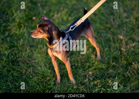 Chiot pinscher nain se faufiler à travers l'herbe. Banque D'Images