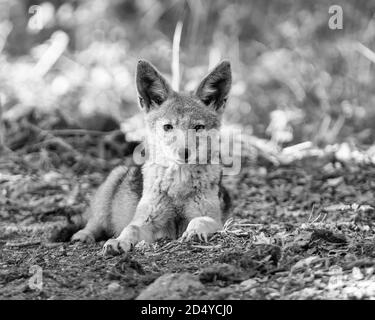 Un chacal à dos noir dans le sud de savane africaine Banque D'Images