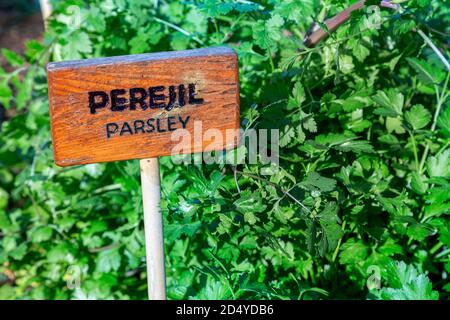 Persil croissant dans le jardin. Signe de piquet en bois avec inscription persil et Perejil en espagnol Banque D'Images