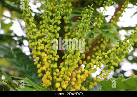 Fleurs jaunes sur une plante de mahonia japonais dans un jardin Banque D'Images