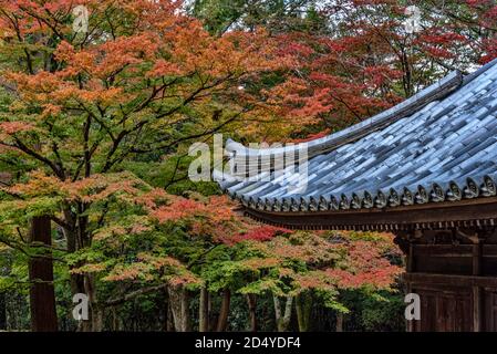 Détail du toit du sanctuaire et gargouille, temple de Shoshazan Engyoji de la secte Tendai, Himeji, Japon. Emplacement du film pour le dernier Samouraï Banque D'Images