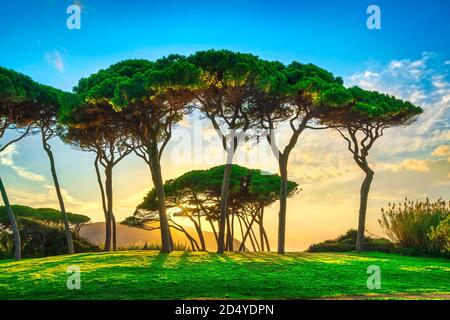 Groupe de pins près de la mer et de la plage au coucher du soleil. Baratti, Maremme, Piombino, Toscane, Italie. Banque D'Images