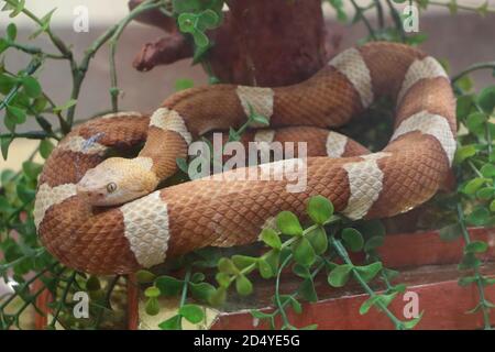 Serpent brun et beige toxique dans un terrarium Banque D'Images